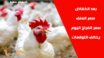 سعر الفراخ اليوم وسعر االبيض