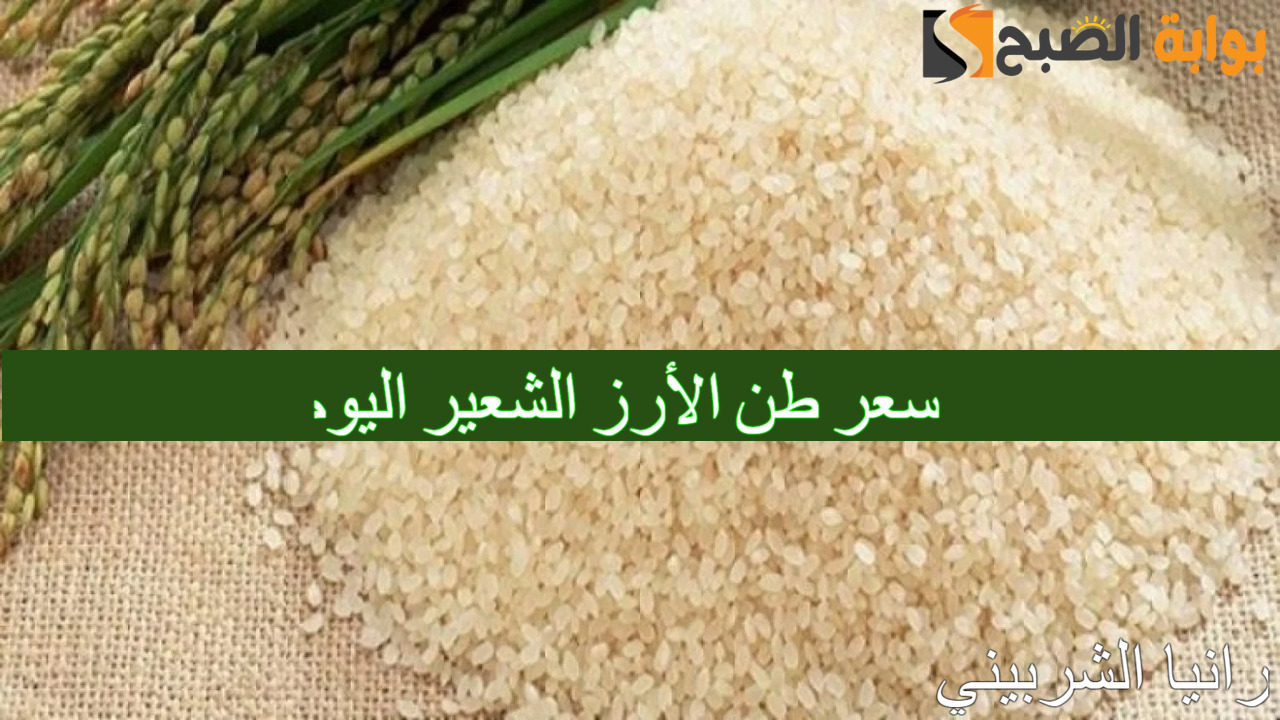 استقرار سعر طن الأرز الشعير اليوم الأحد 1/9/2024 في الأسواق المصرية