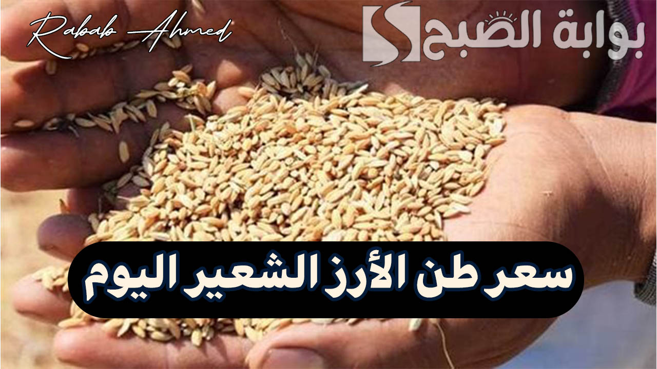“بكام الحبة العريضة والرفيعة”.. سعر طن الارز الشعير اليوم الاثنين 16 سبتمبر في السوق المصري