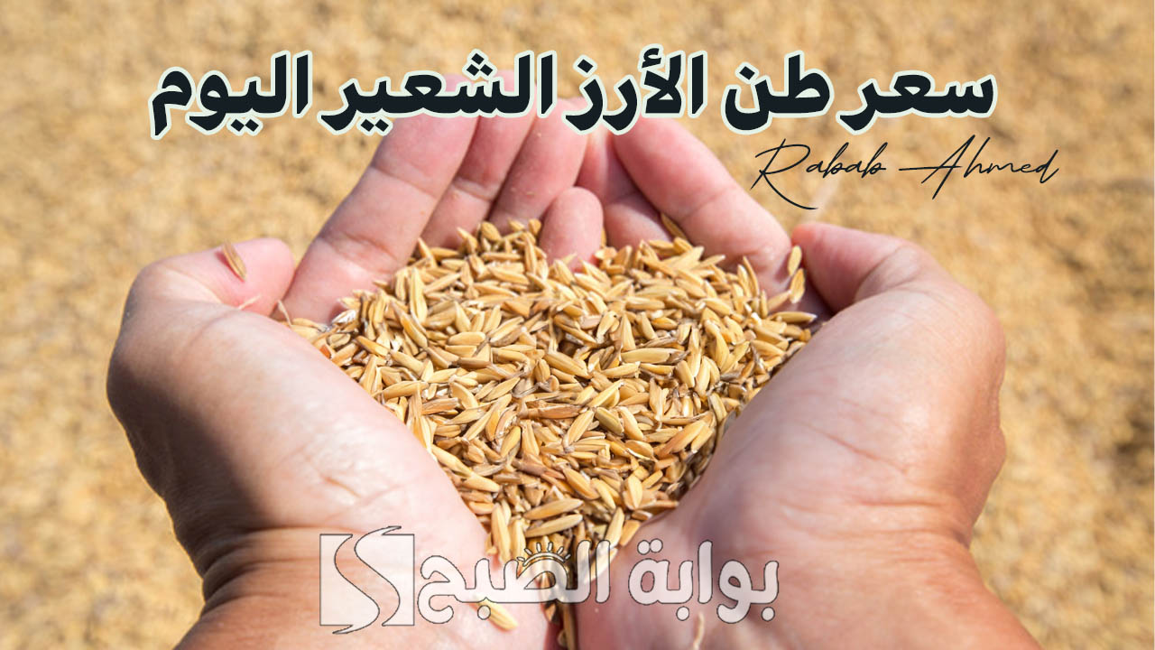 “وصل لكام النهاردة”.. سعر طن الارز الشعير اليوم الثلاثاء 17 سبتمبر 2024 ومراجعة شاملة لأسعار السلع الأساسية