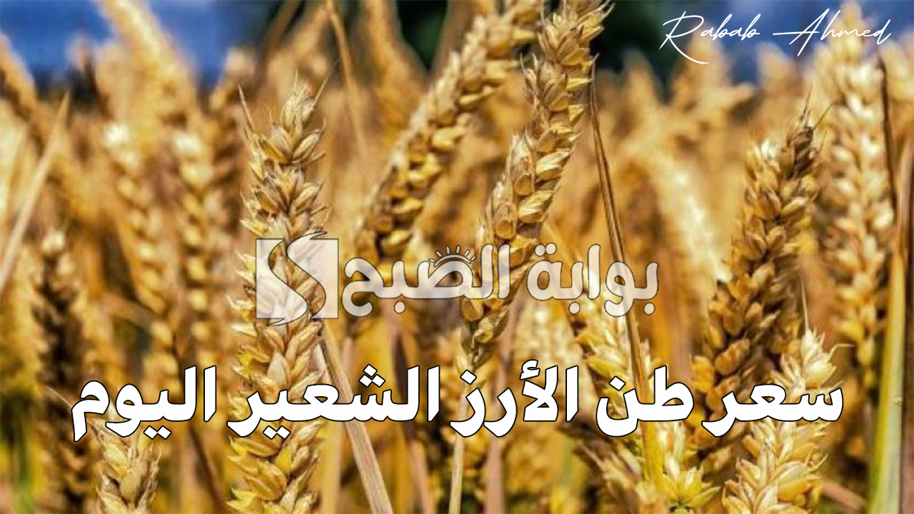“ثبات ملحوظ”.. سعر طن الأرز الشعير اليوم الأحد 29 سبتمبر 2024 وأسعار المواد الغذائية الأخرى