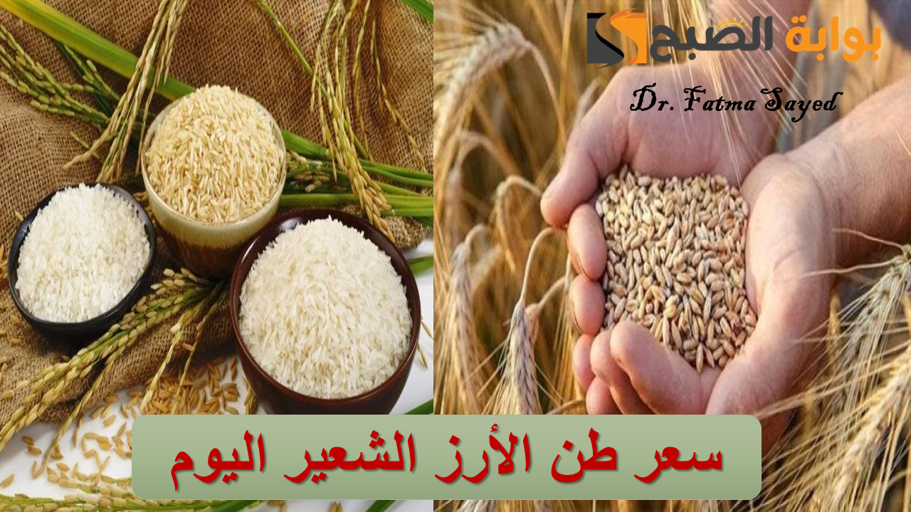 بكام الكيلو انهاردة؟.. سعر طن الأرز الشعير اليوم الإثنين 9 سبتمبر 2024 “الحبة الرفيعة والعريضة”