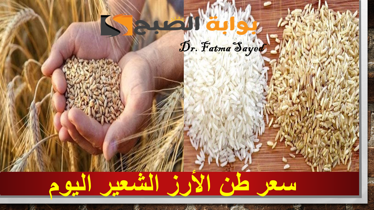 بكام انهاردة؟.. سعر طن الأرز الشعير اليوم الأحد 15 سبتمبر 2024 في مصر “الحبة العريضة والرفيعة”