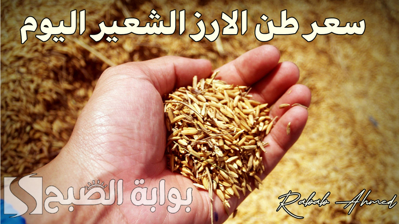 “ألحقي اشتري قبل ما يغلى”.. سعر طن الارز الشعير اليوم الجمعة 13 سبتمبر وأهم فوائده للجسم