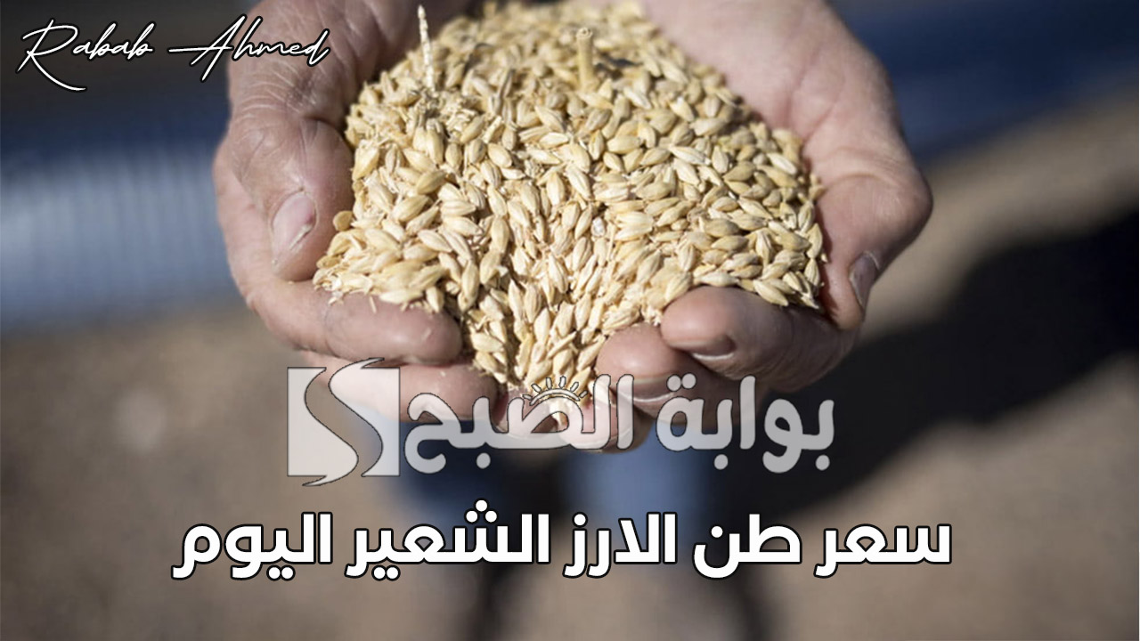 “ألحق اشتري الطن النهاردة”.. سعر طن الارز الشعير اليوم الأثنين 9 سبتمبر وكم سعر كيلو الأرز المعبأ والسايب