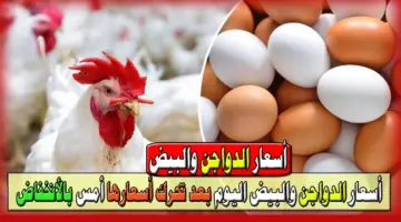 سعر كرتونة البيض اليوم السبت 7 سبتمبر