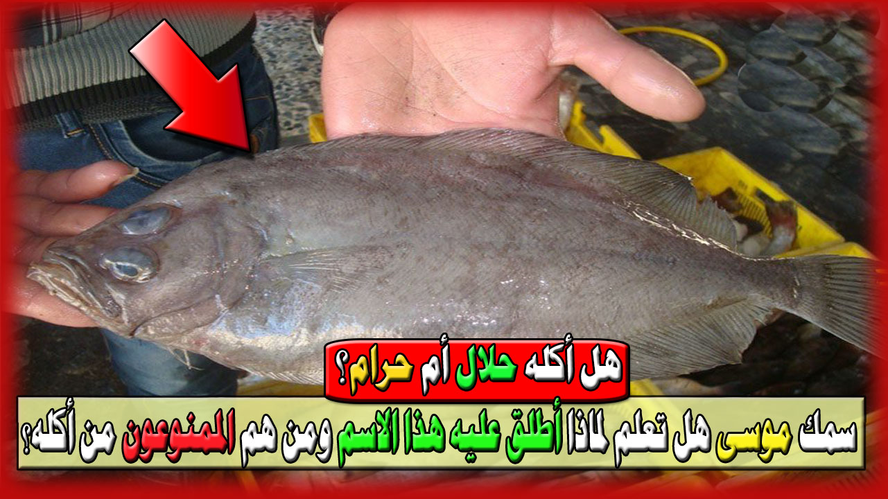 سمك موسى هل تعلم لماذا أطلق عليه هذا الاسم وهل أكله حلال أم حرام؟ ومن هم الممنوعون من أكله؟