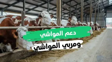 شروط دعم صغار مربي الماشية 1446