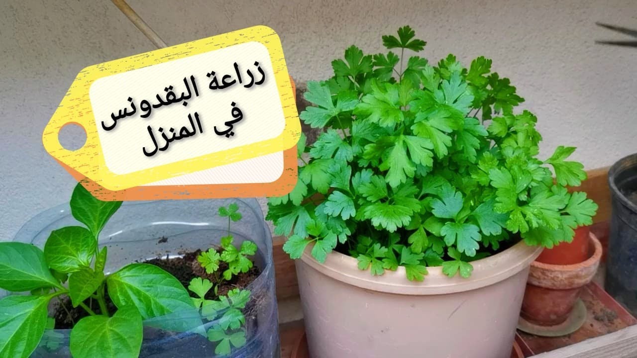 طريقة زراعة البقدونس في المنزل واستمتع باستخدامه طازجًا في السلطات والمأكولات بدون كيماويات