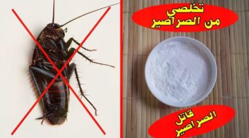 عجينة سحرية للتخلص من الصراصير