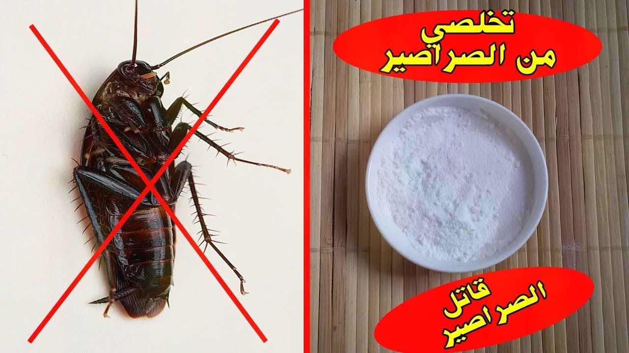 عينك مش هتشوف صرصور .. عجينة سحرية للتخلص من الصراصير بمكونات طبيعية من البيت 5 عينك مش هتشوف صرصور .. عجينة سحرية للتخلص من الصراصير بمكونات طبيعية من البيت