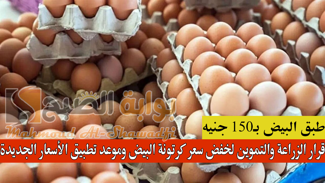 طبق البيض بـ150 جنيه.. قرار الزراعة والتموين لخفض سعر كرتونة البيض وموعد تطبيق الأسعار الجديدة