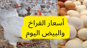 قفزة جديدة في سعر الفراخ والبيض اليوم في بورصة الدواجن الرئيسية