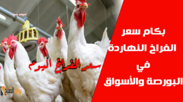 كم سعر الفراخ اليوم في البورصة والأسواق