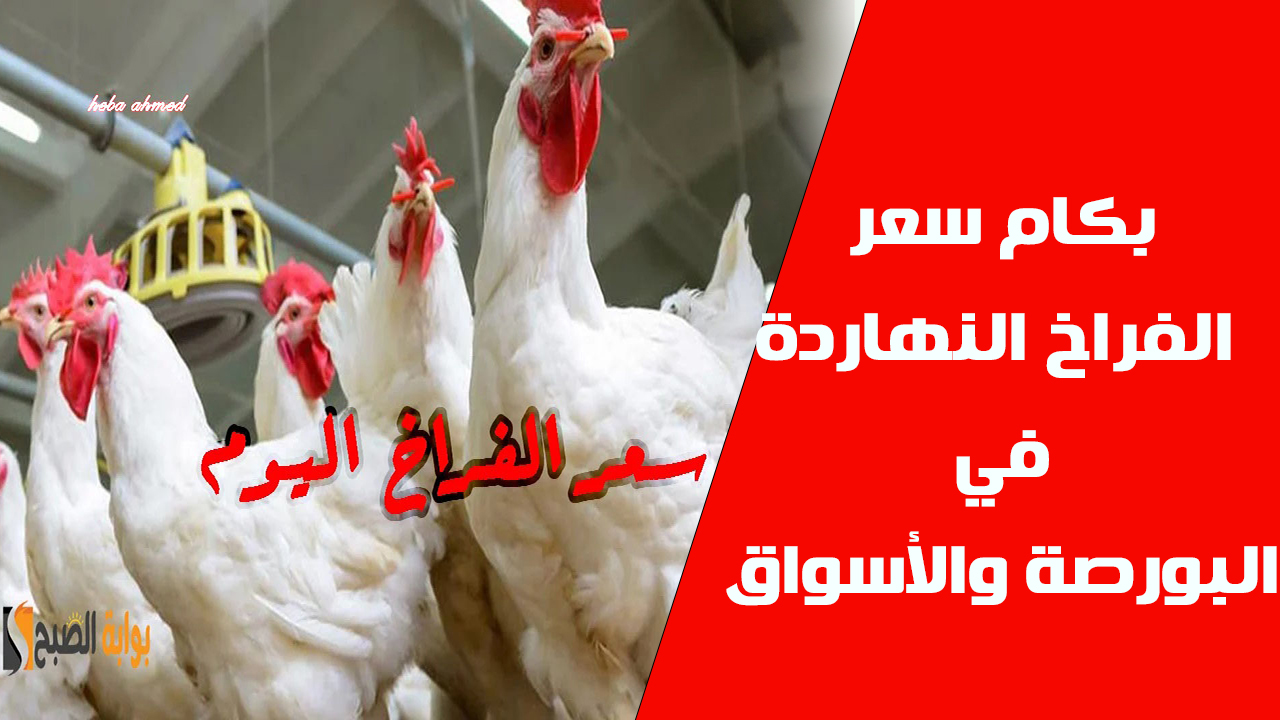 بكم أسعار الدواجن النهاردة… سعر الفراخ اليوم الأربعاء 25 سبتمبر 2024 بالبورصة والأسواق