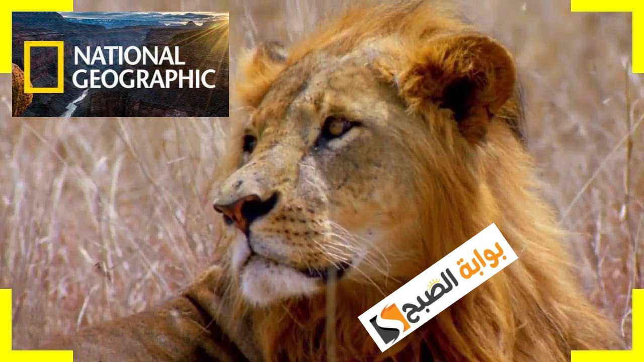 “لعشاق الإعلام الهادف” تردد قناة ناشيونال جيوغرافيك 2024 على النايل سات