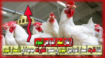 لماذا قفزت أسعار الدواجن اليوم في مصر؟ تطورات جديدة في الأسعار اليوم