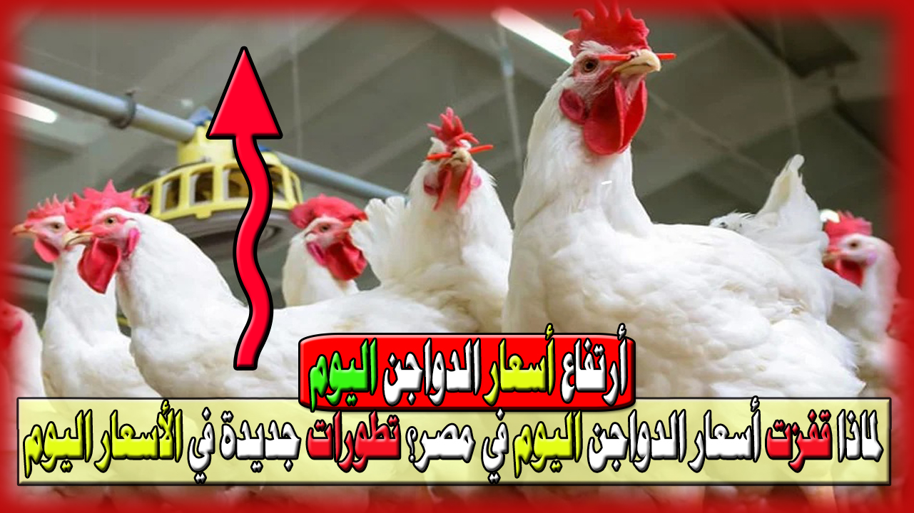 لماذا قفزت أسعار الدواجن اليوم في مصر؟ تطورات جديدة في الأسعار اليوم بداية شهر سبتمبر 2024