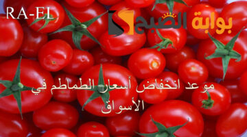 موعد انخفاض أسعار الطماطم في الأسواق1