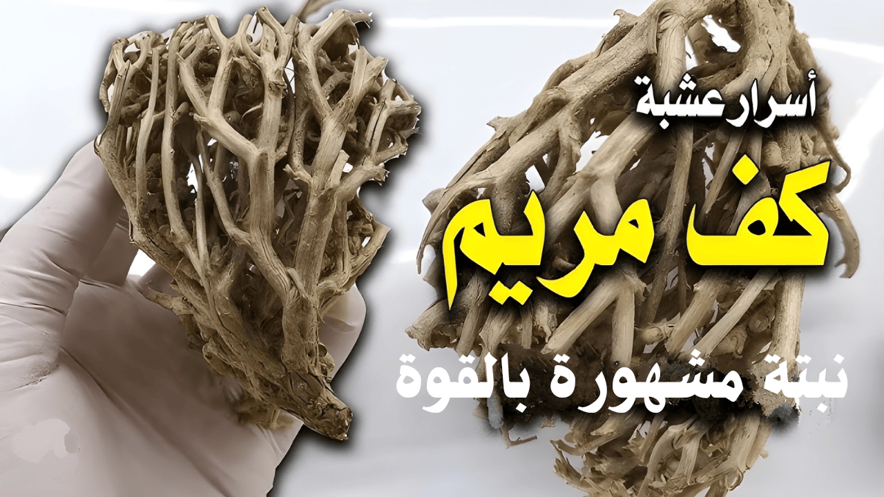 سر العشبة المثيرة للجدل.. نبتة مشهورة بقوتها يمكنك الاستفادة منها بهذه الطريقة المبهرة