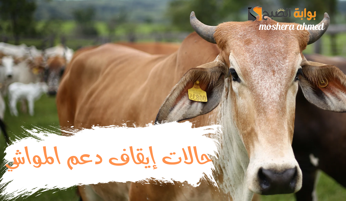 ما هي حالات إيقاف دعم مربي المواشي وكيفية الإستعلام عن الدعم؟