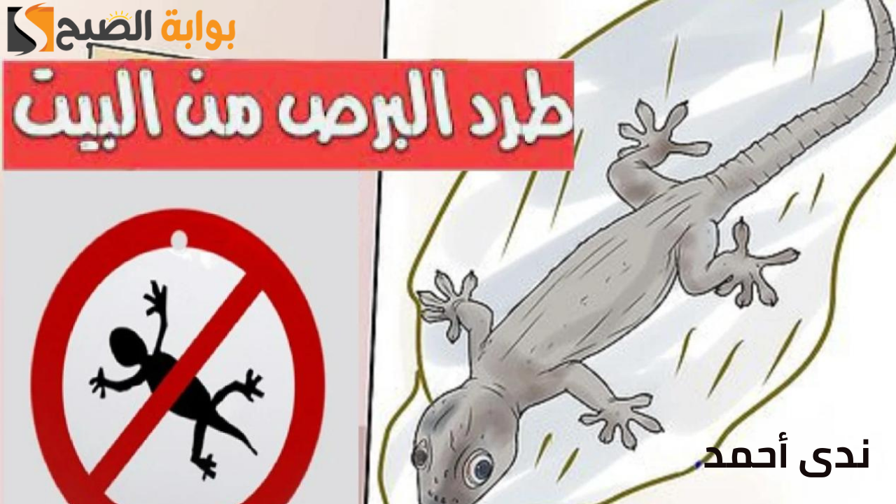 حلول مضمون لطرد البرص عن بيتك نهائيا بمواد طبيعية