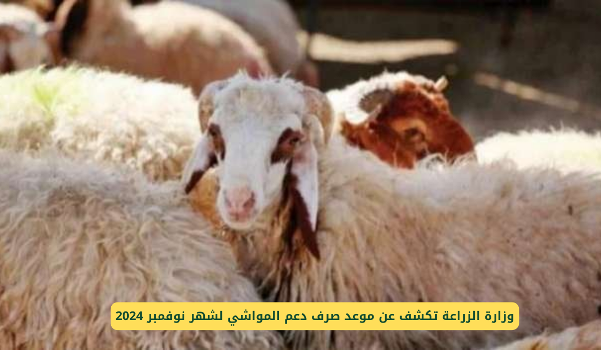 موعد صرف دعم المواشي بالسعودية.. وكيفية الاستعلام عن استحقاق الدعم
