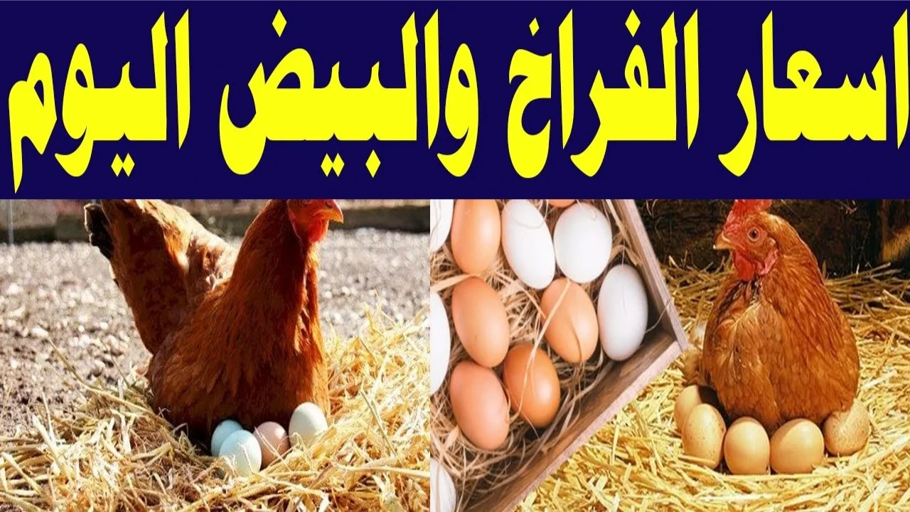 تراجع جديد بـ أسعار الدواجن اليوم الإثنين 14 أكتوبر 2024.. وكرتونة البيض بهذا الرقم 5 تراجع جديد بـ أسعار الدواجن اليوم الإثنين 14 أكتوبر 2024.. وكرتونة البيض بهذا الرقم