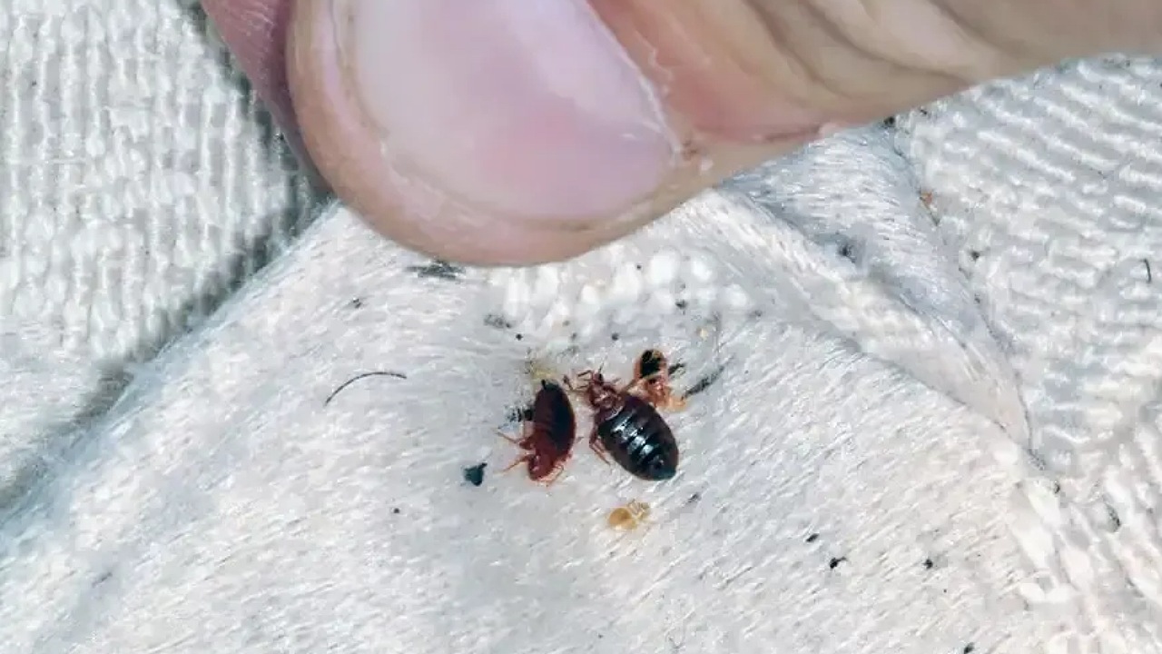 ما سبب ظهور حشرة البق في المنزل وكيفية التخلص منها نهائيا؟