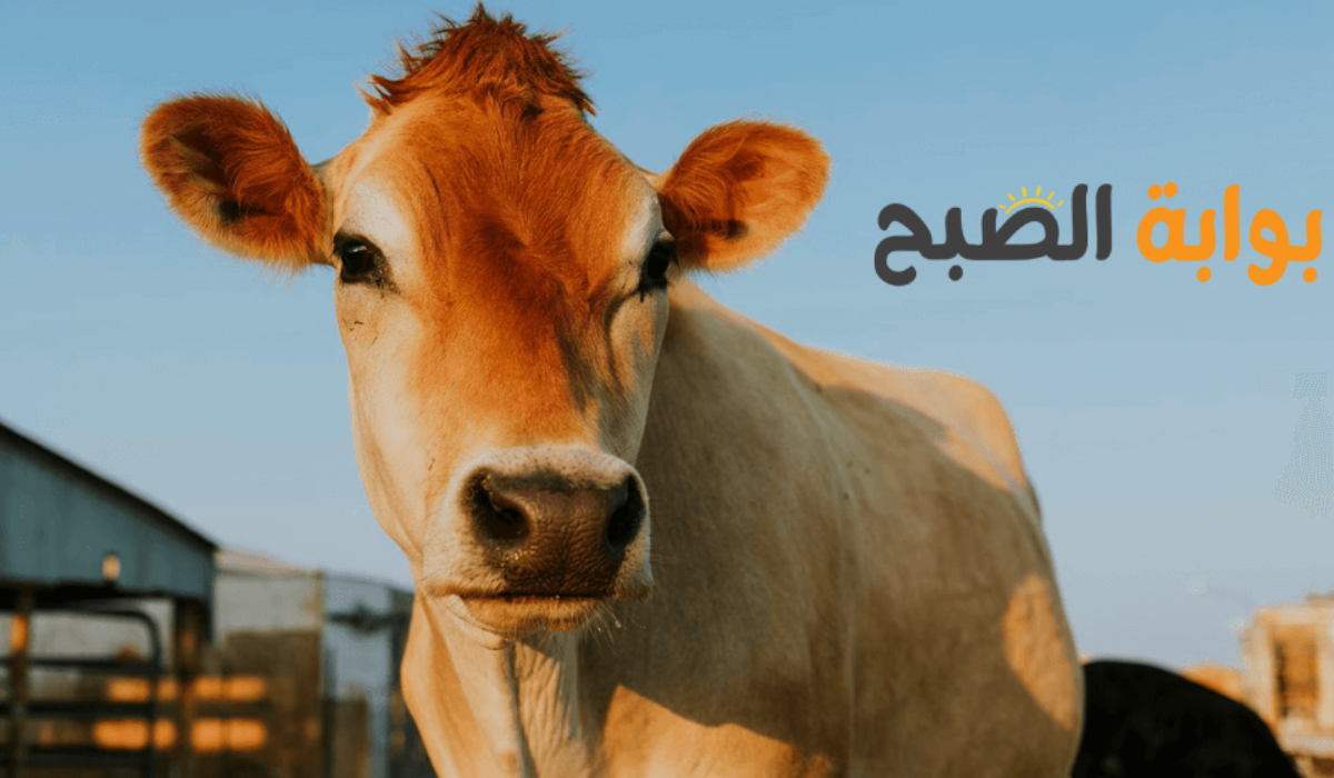 موعد صرف دعم المواشي الخاص بشهر نوفمبر.. وزارة الزراعة تجيب