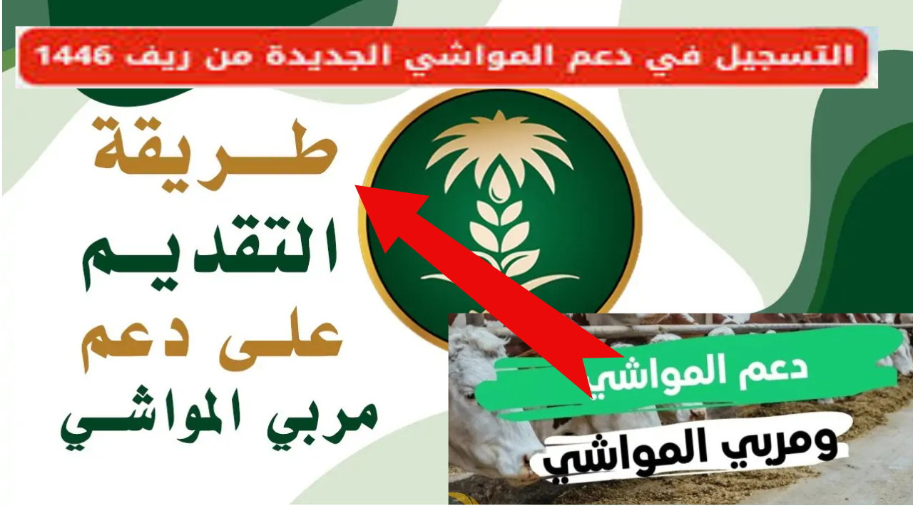 رابط فعال.. خطوات التسجيل في دعم مربي الماشية من خلال منصة أنعام 1446