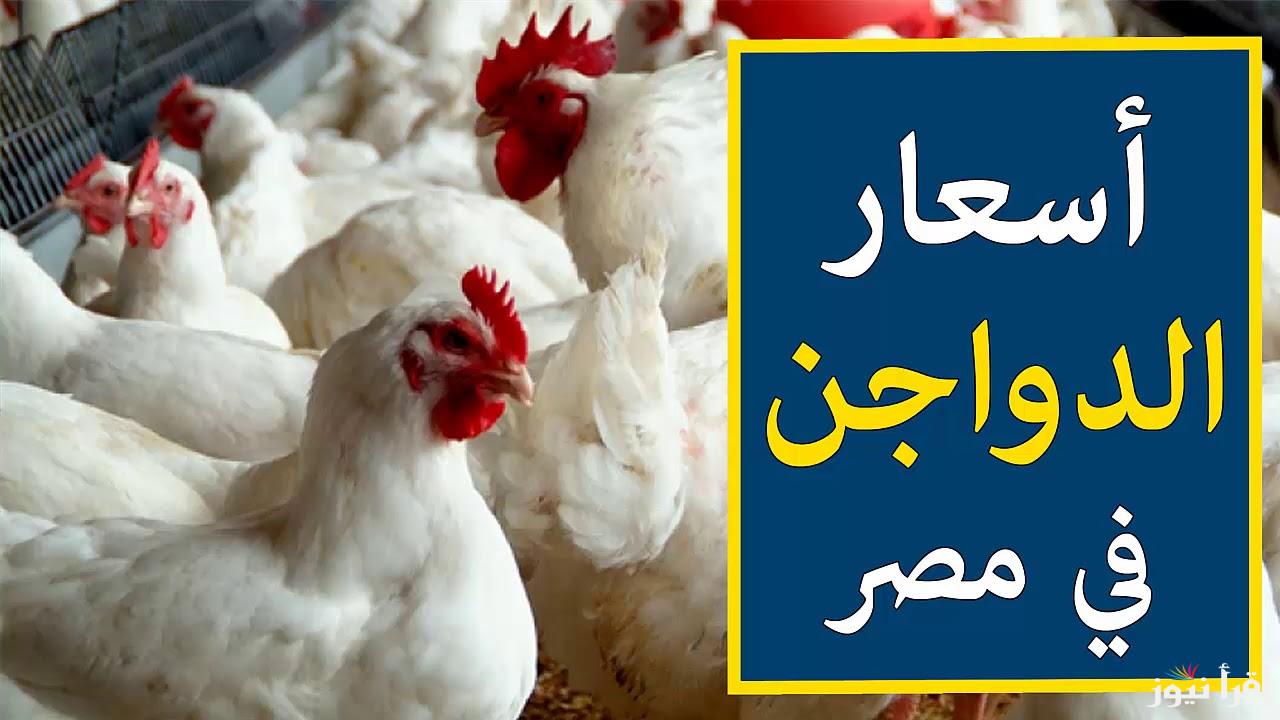 "انخفاض مفاجئ في أسعار الدواجن اليوم".. تعرف على أحدث الأسعار اليوم الجمعة 25 أكتوبر وتوفير كبير للمستهلكين 3 “انخفاض مفاجئ في أسعار الدواجن اليوم”.. تعرف على أحدث الأسعار اليوم الجمعة 25 أكتوبر وتوفير كبير للمستهلكين