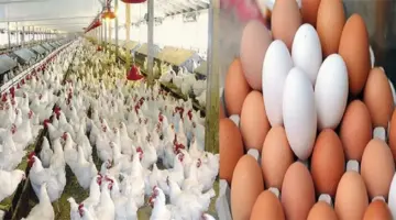 أسعار الدواجن