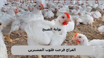 أسعار الدواجن في مصر 6