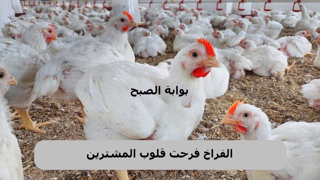 الفراخ رخصت اشتروا وخزنوا .. تراجع أسعار الدواجن في مصر اليوم الاثنين 28/10/2024 2 الفراخ رخصت اشتروا وخزنوا .. تراجع أسعار الدواجن في مصر اليوم الاثنين 28/10/2024
