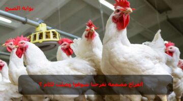 أسعار الدواجن في مصر 7