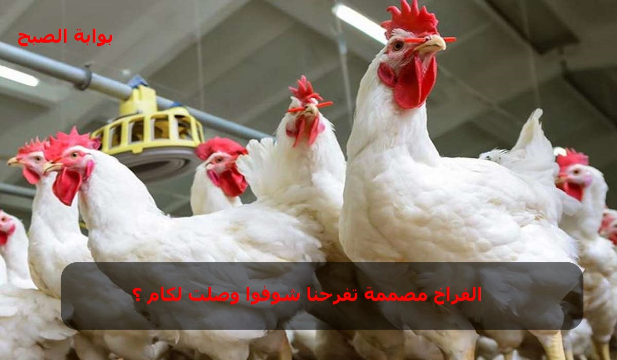 الفراخ بتفاجئ المستهلكين .. أسعار الدواجن في مصر اليوم الخميس 31/10/2024 وسعر الفراخ البيضاء مفاجأة 2 الفراخ بتفاجئ المستهلكين .. أسعار الدواجن في مصر اليوم الخميس 31/10/2024 وسعر الفراخ البيضاء مفاجأة