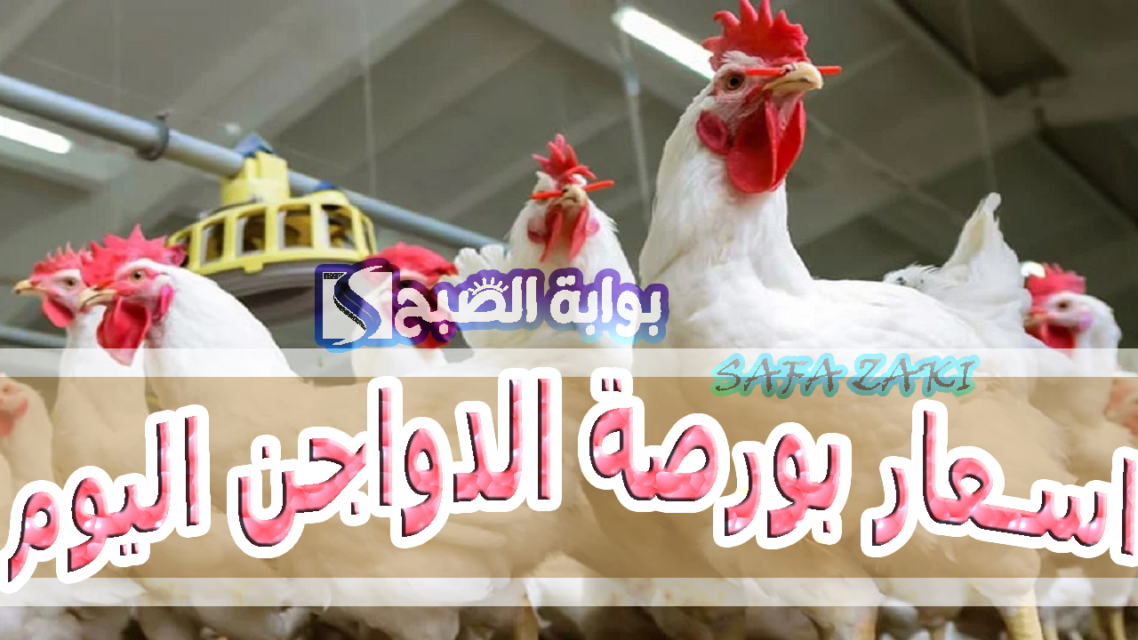بكام “كيلو الفراخ البيضاء” أسعار بورصة الدواجن اليوم الاثنين 21 أكتوبر 2024 فى المزارع وللمستهلك