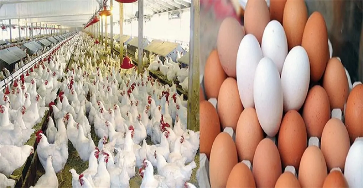 أسعار الفراخ والبيض اليوم 2 أسعار الفراخ والبيض اليوم