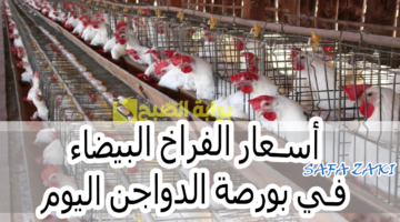 أسعار الفراخ البيضاء في بورصة الدواجن اليوم 1
