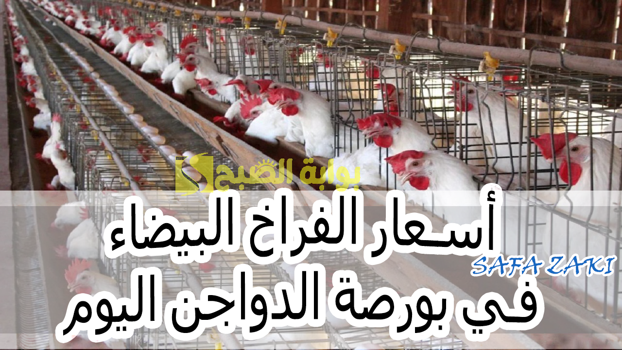 للمستهلك "الفرخة تعملها كام" .. أسعار الفراخ البيضاء في بورصة الدواجن اليوم الخميس 17 أكتوبر 2024 2 للمستهلك “الفرخة تعملها كام” .. أسعار الفراخ البيضاء في بورصة الدواجن اليوم الخميس 17 أكتوبر 2024
