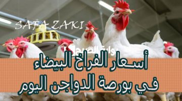 أسعار الفراخ البيضاء في بورصة الدواجن اليوم 3