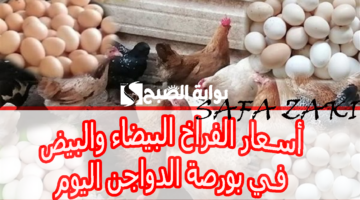 أسعار الفراخ البيضاء والبيض في بورصة الدواجن اليوم