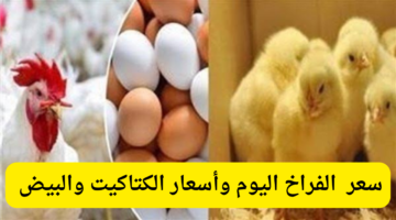 أسعار الفراخ اليوم 1