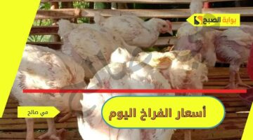 أسعار الفراخ اليوم