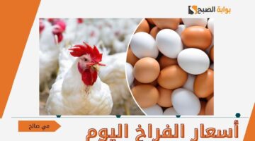 أسعار الفراخ اليوم الأحد 13 10 2024 في مصر بأرض المزرعة للتجار والمحلات للمستهلكين