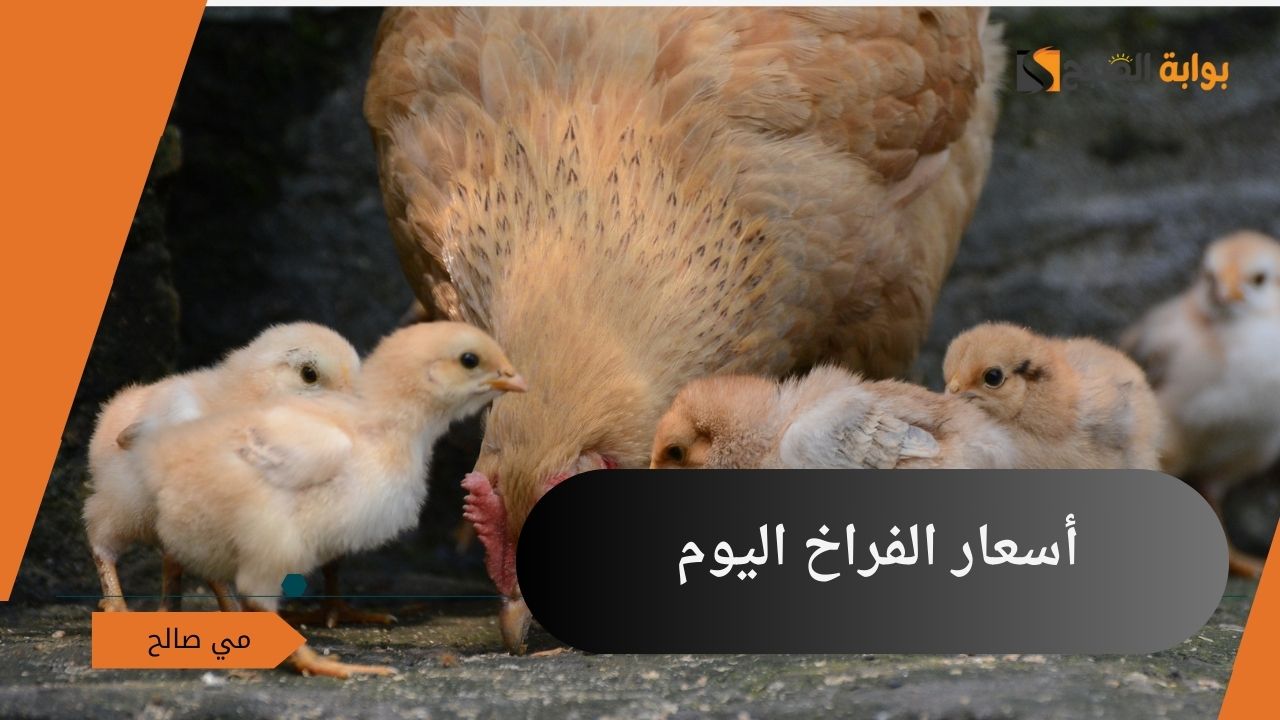“بعد القفزة الأخيرة” أسعار الفراخ اليوم الأحد 6 أكتوبر 2024 في بورصة الدواجن وجميع الأسواق المحلية
