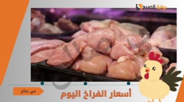 أسعار الفراخ اليوم الأربعاء 16 أكتوبر 2024 في مصر وانخفاض في اسعار الكتاكيت