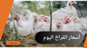 أسعار الفراخ اليوم الثلاثاء