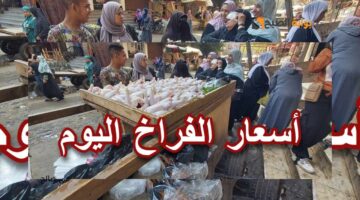 أسعار الفراخ اليوم الثلاثاء 8 أكتوبر 2024 في مصر باستقرار نسبي بالأسواق 1